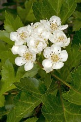 crataegus pinnatifida thumbnail graphic